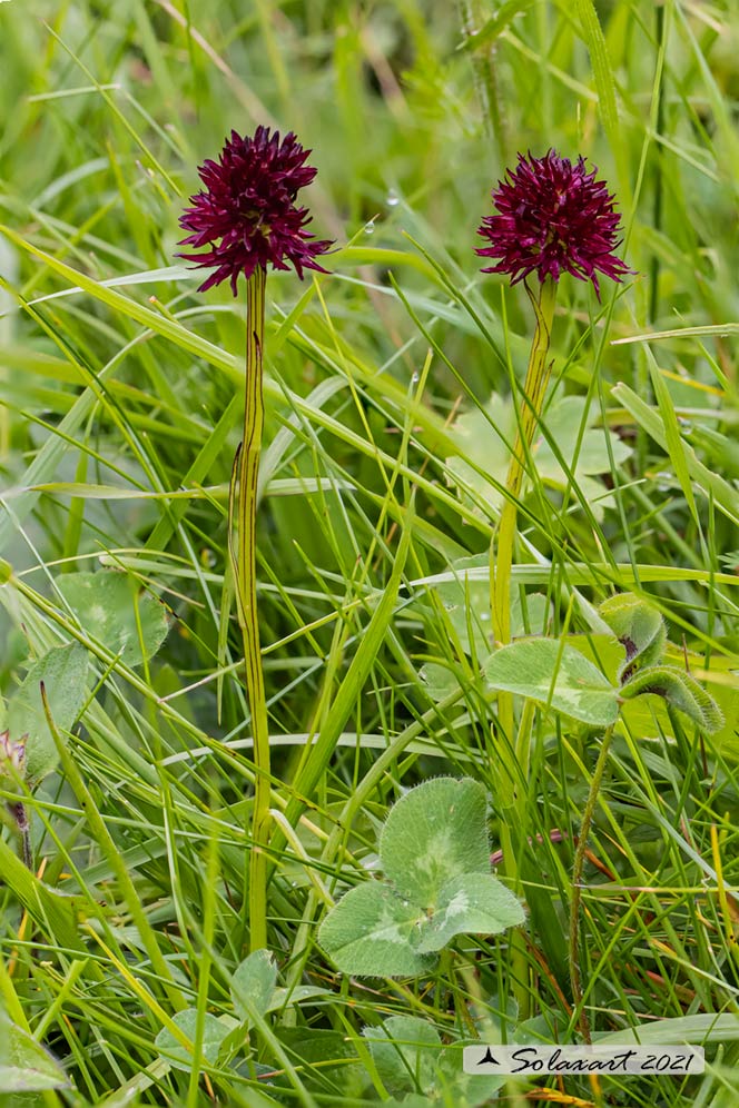 Gymnadenia nigra; Orchidaceae (?)