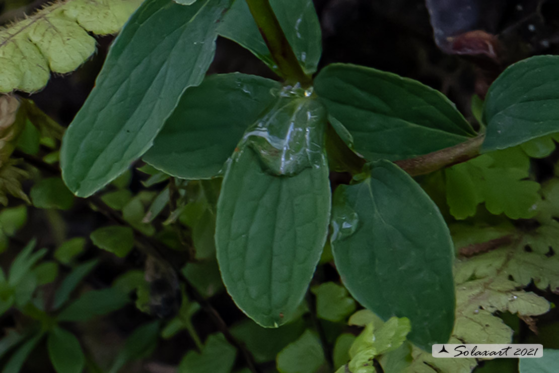 Hypericum (?) perforatum   Hypericum cfr. perforatum