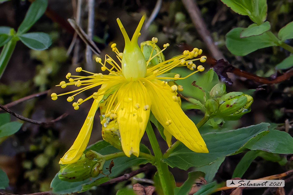 Hypericum (?) perforatum   Hypericum cfr. perforatum