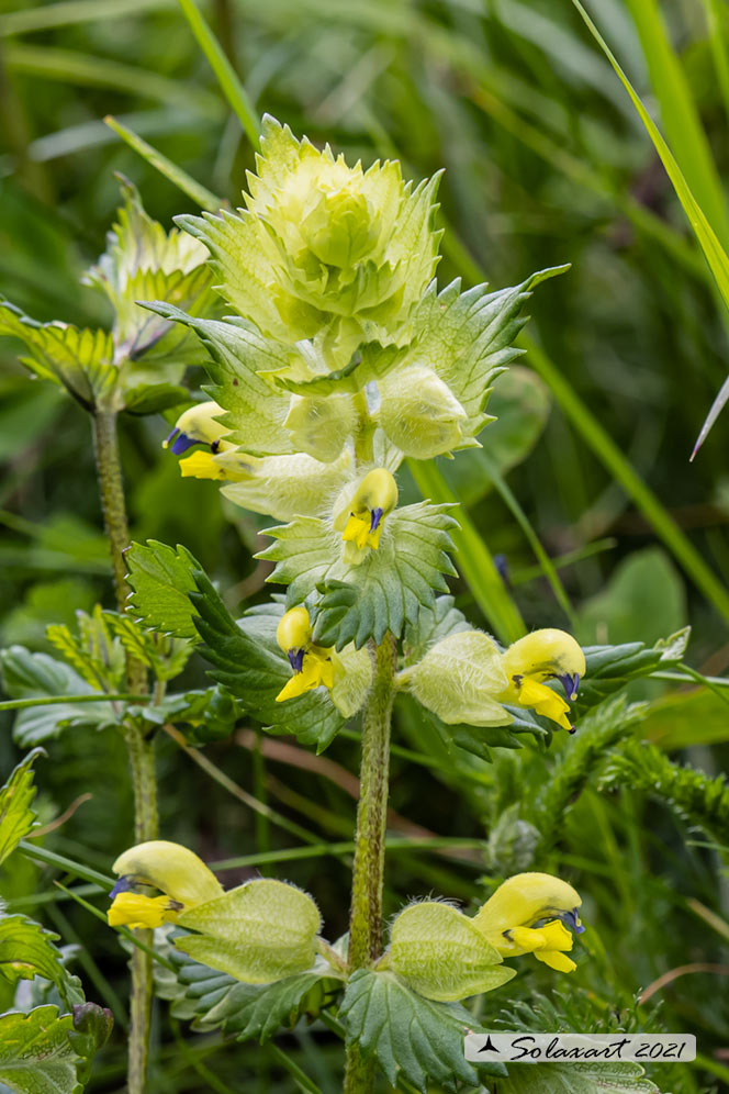 Orobanchaceae: Rhinanthus ?   Rhinanthus cfr. alectorolophus