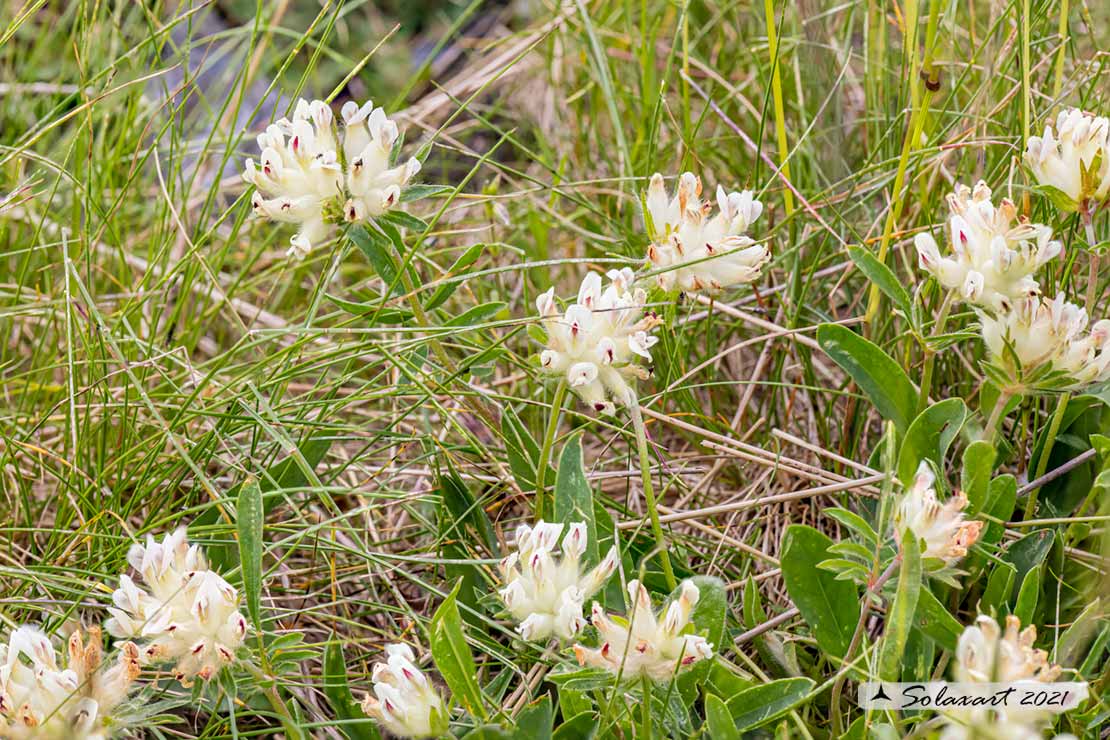 Anthyllis vulneraria (?)  Anthyllis gr. vulneraria