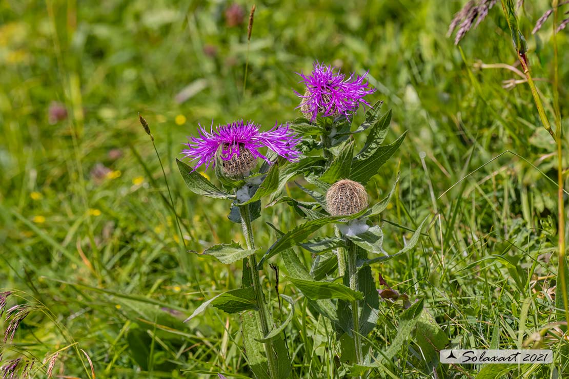 Centaurea rhaetica - Fiordaliso retico (?)