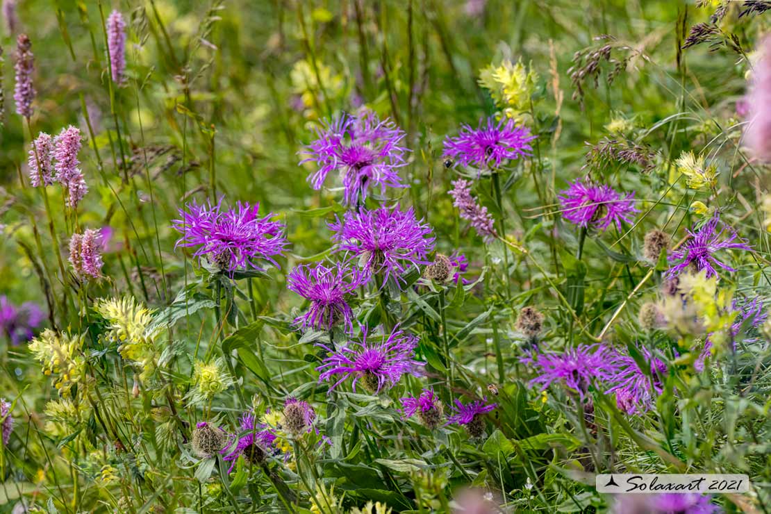 Centaurea rhaetica - Fiordaliso retico (?)