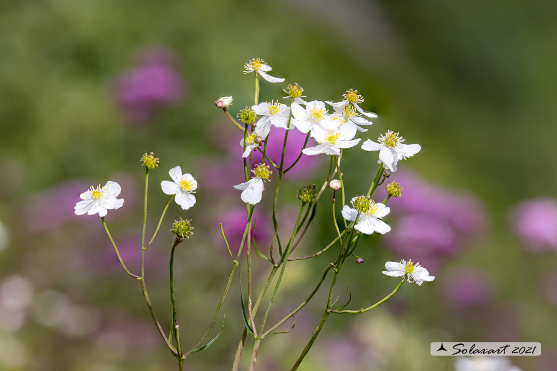 Ranunculus aconitifolius  (?)
