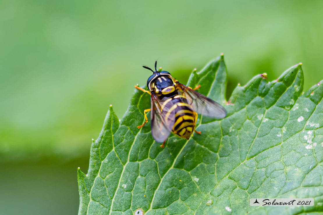 Syrphidae: Chrysotoxum arcuatum