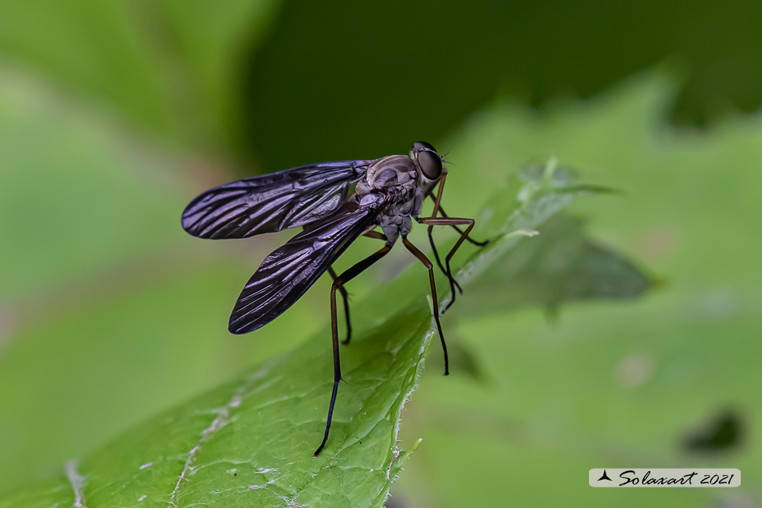 Rhagionidae: Rhagio cfr. rondanii, maschio