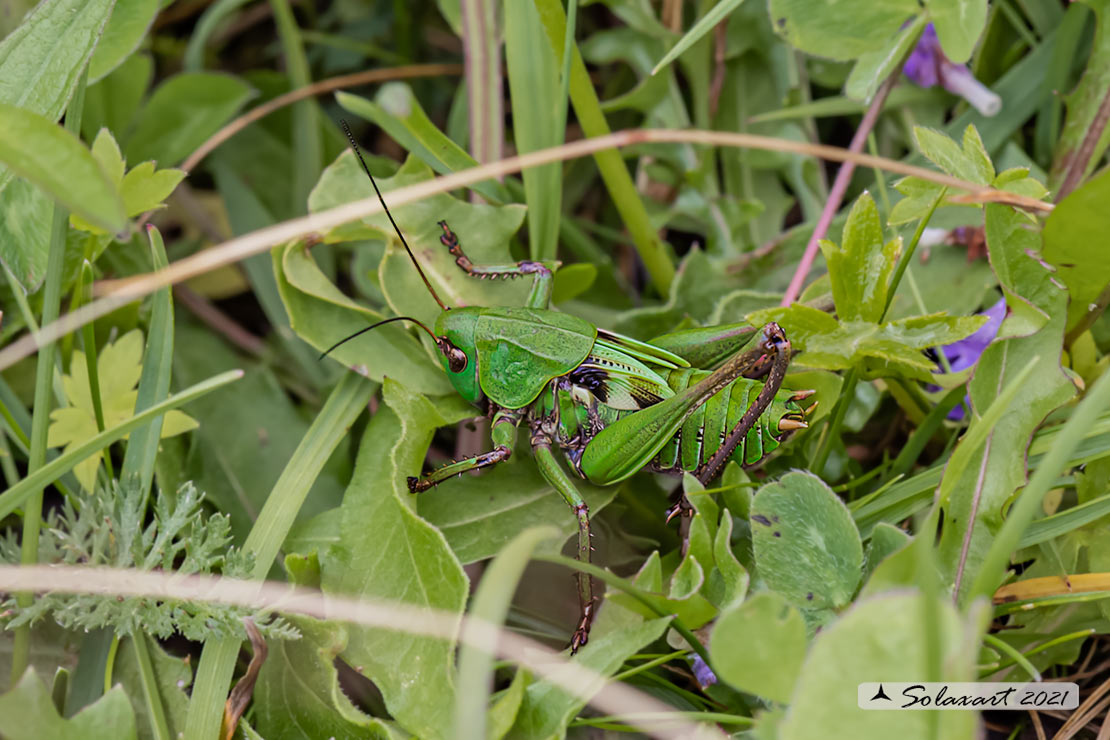 Tettigoniidae:  Decticus verrucivorus