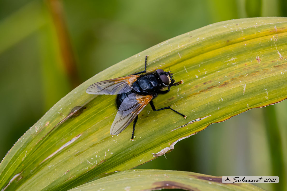 Mesembrina meridiana ?