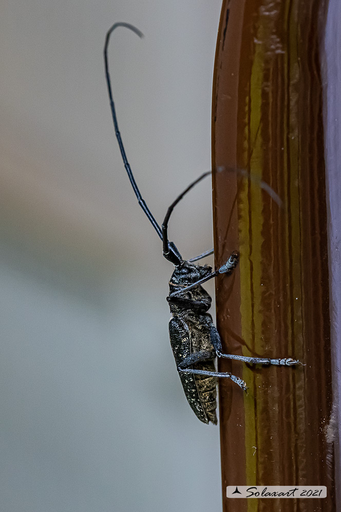 Cerambycidae: Agapanthia irrorata ?  No, Monochamus sutor, maschio