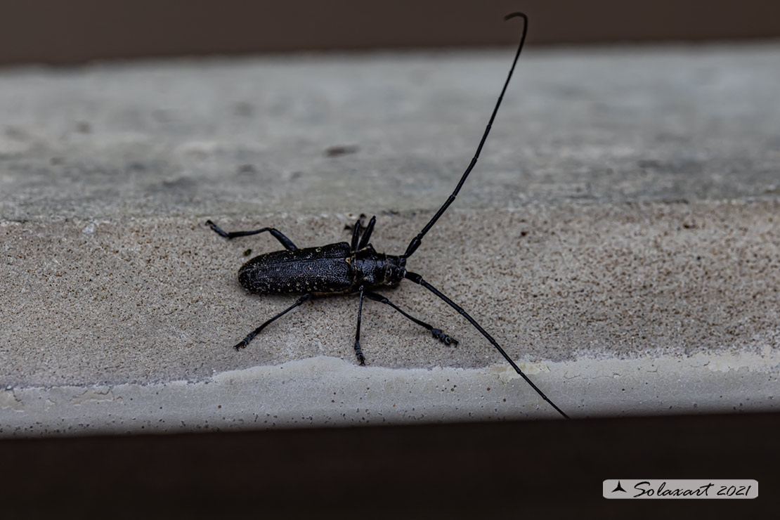 Cerambycidae: Agapanthia irrorata ?  No, Monochamus sutor, maschio