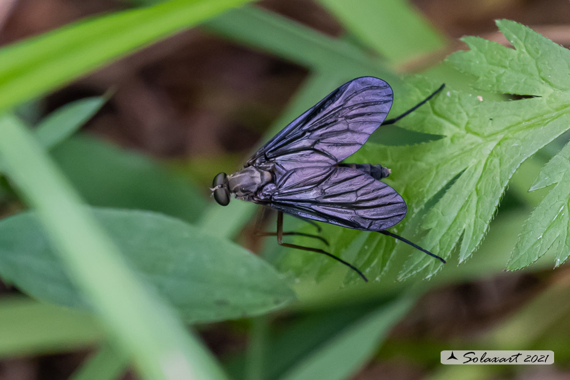 Rhagionidae: Rhagio cfr. rondanii, maschio