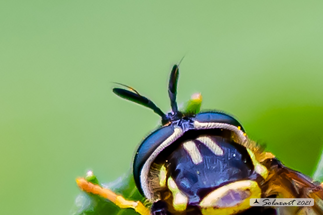 Syrphidae: Chrysotoxum arcuatum