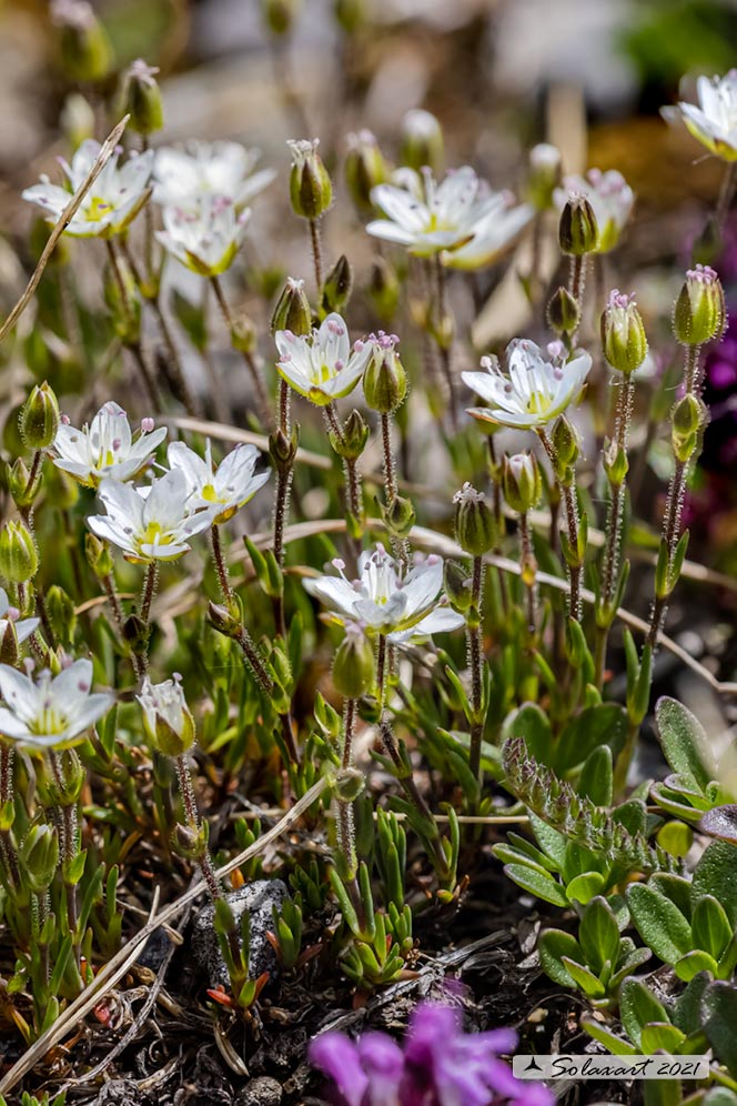 Fiore bianco montano: Minuartia cfr. recurva (Caryophyllaceae)