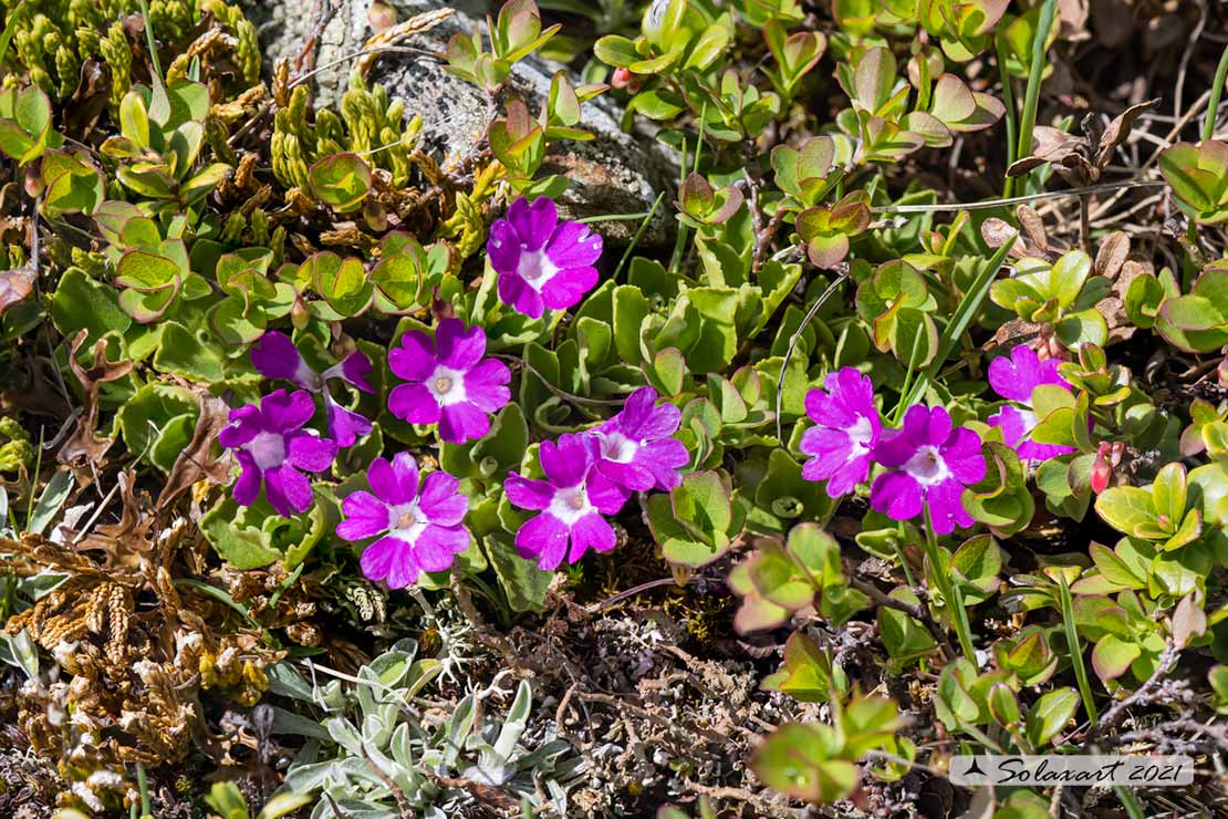 Primula daonensis ? S