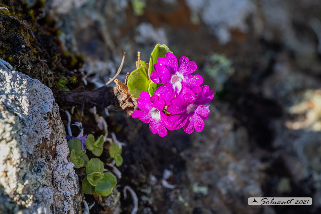 Primula daonensis ? S