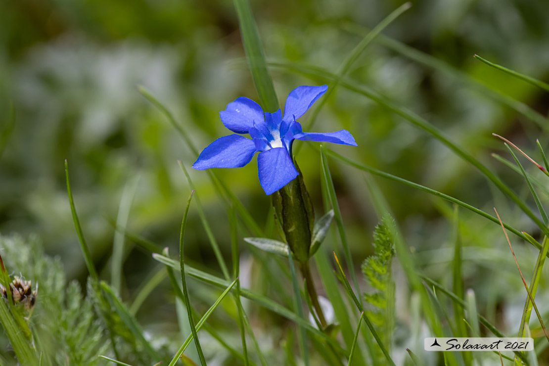 Gentiana verna