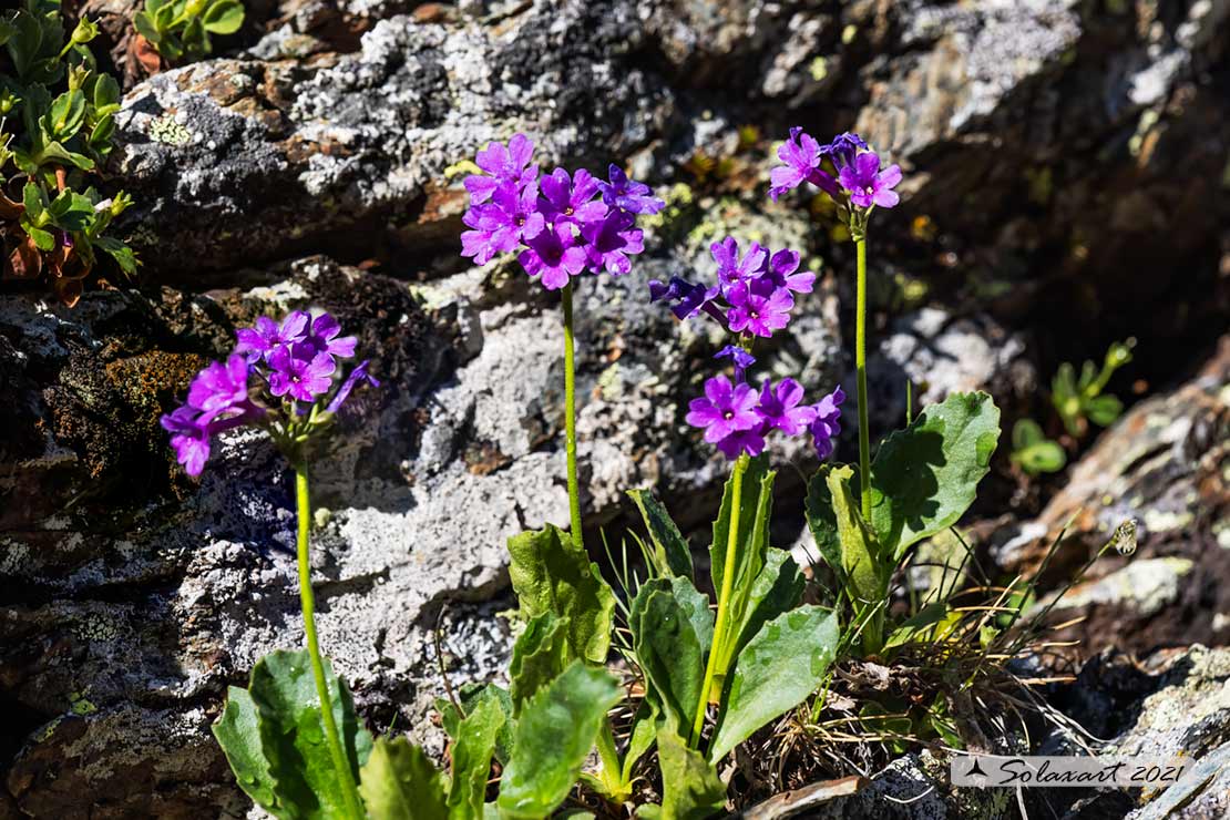 Primula farinosa ?   No, Primula latifolia