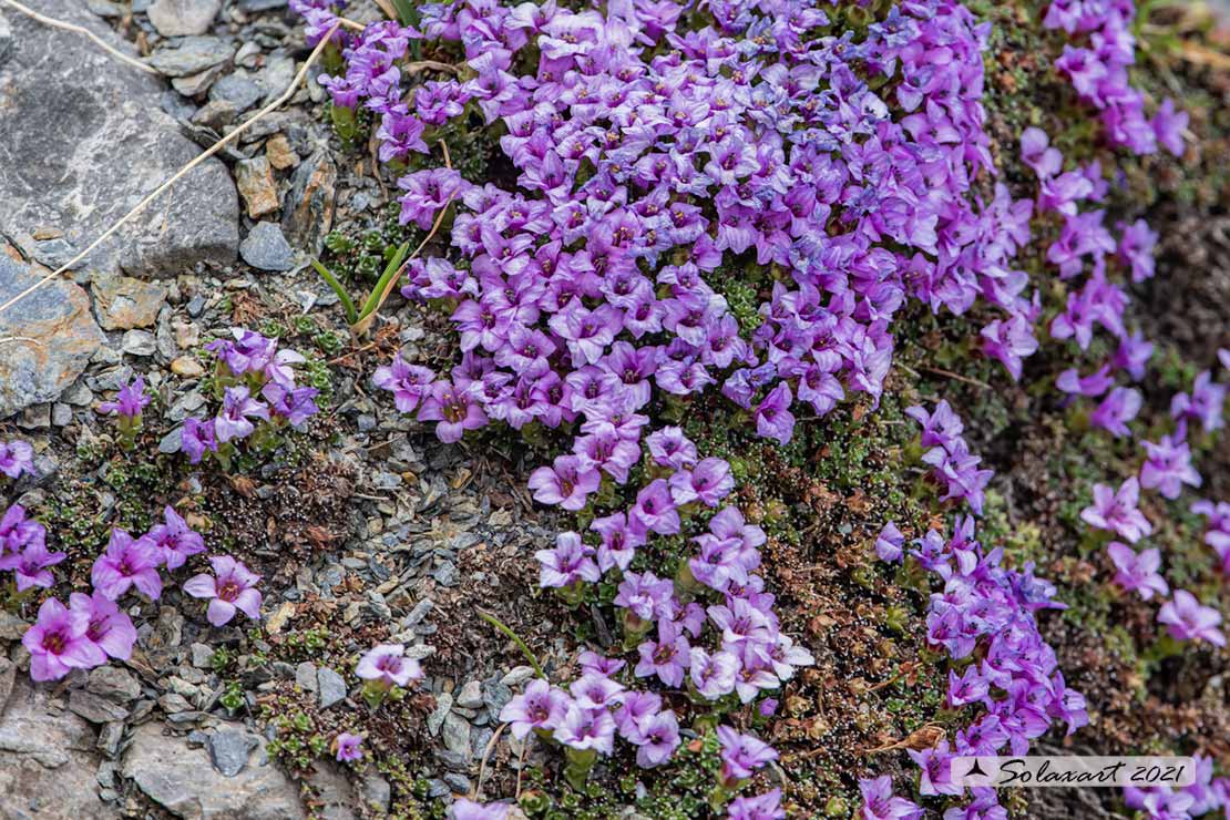 Saxifraga oppositifolia ?   S