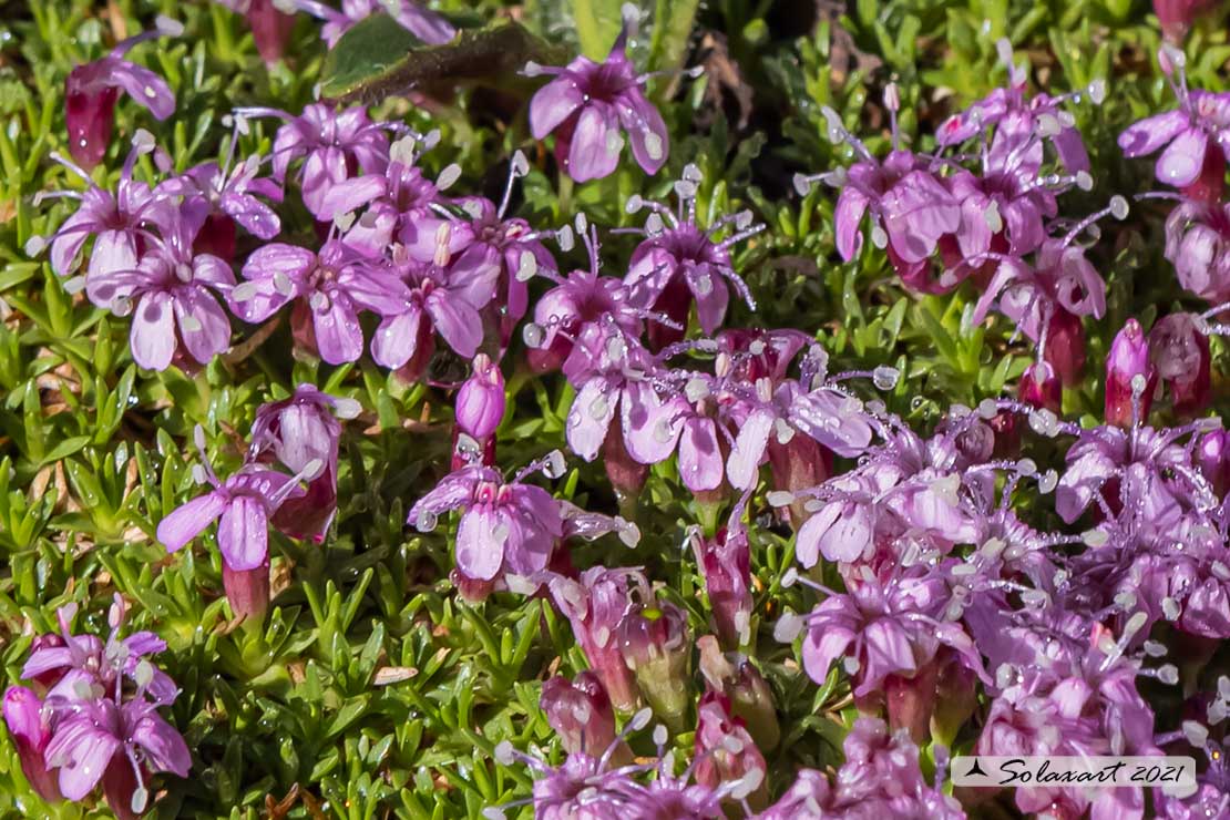 Caryophyllaceae - Silene acaulis