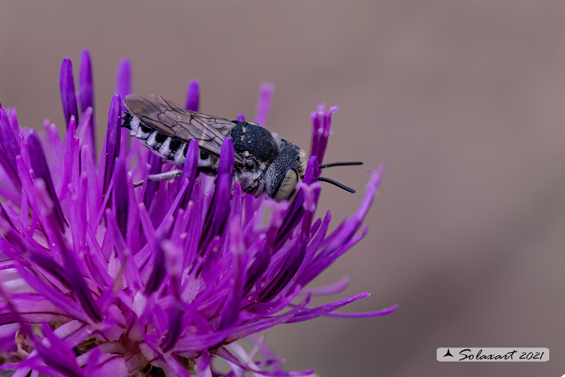 Megachilidae -  Coelioxys  (?? acanthura) ♂
