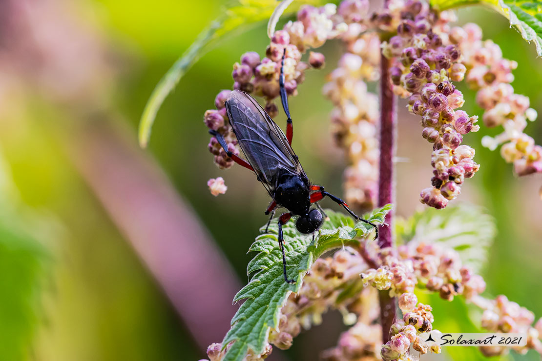 Bibionidae:  Bibio  johannis?...Bibio pomonae , maschio