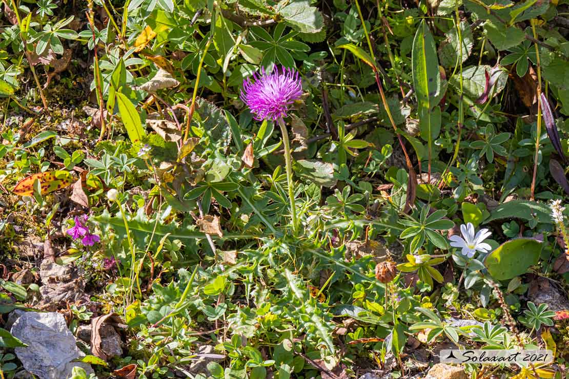 Asteraceae:   Carduus  nutans ?  No, Cirsium acaulon