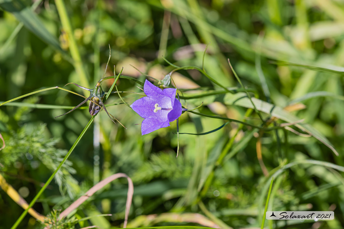 Campanula Scheuchzer ?  S