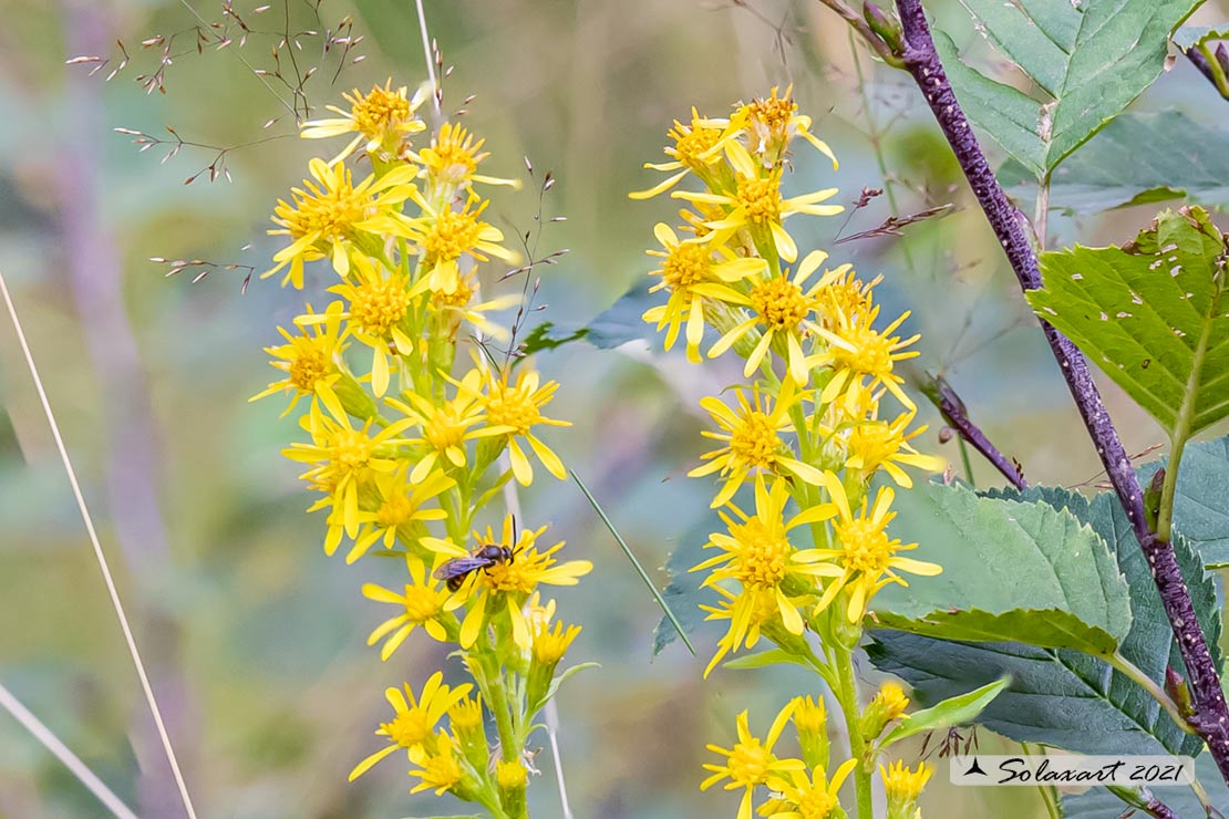 Senecio ovatus? No, Solidago virgaurea