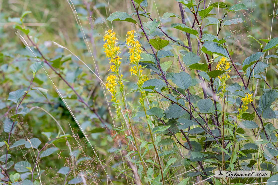 Senecio ovatus? No, Solidago virgaurea