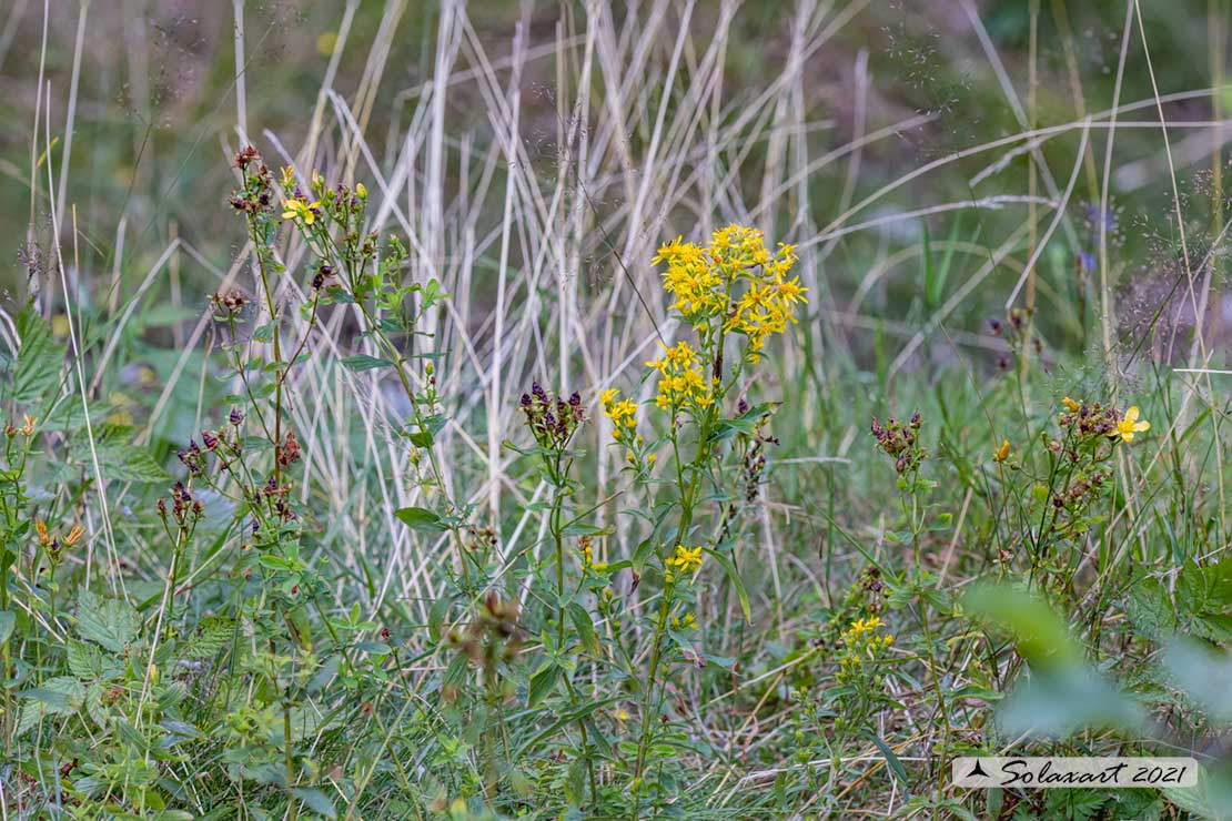 Senecio ovatus? No, Solidago virgaurea