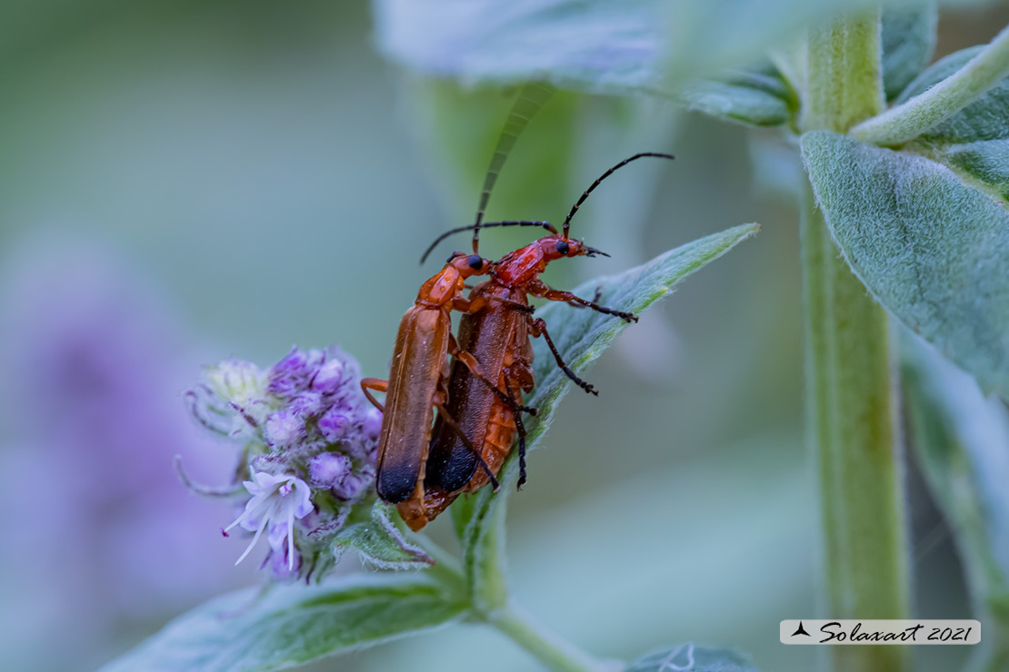 Cantharidae: coppia di Rhagonycha fulva