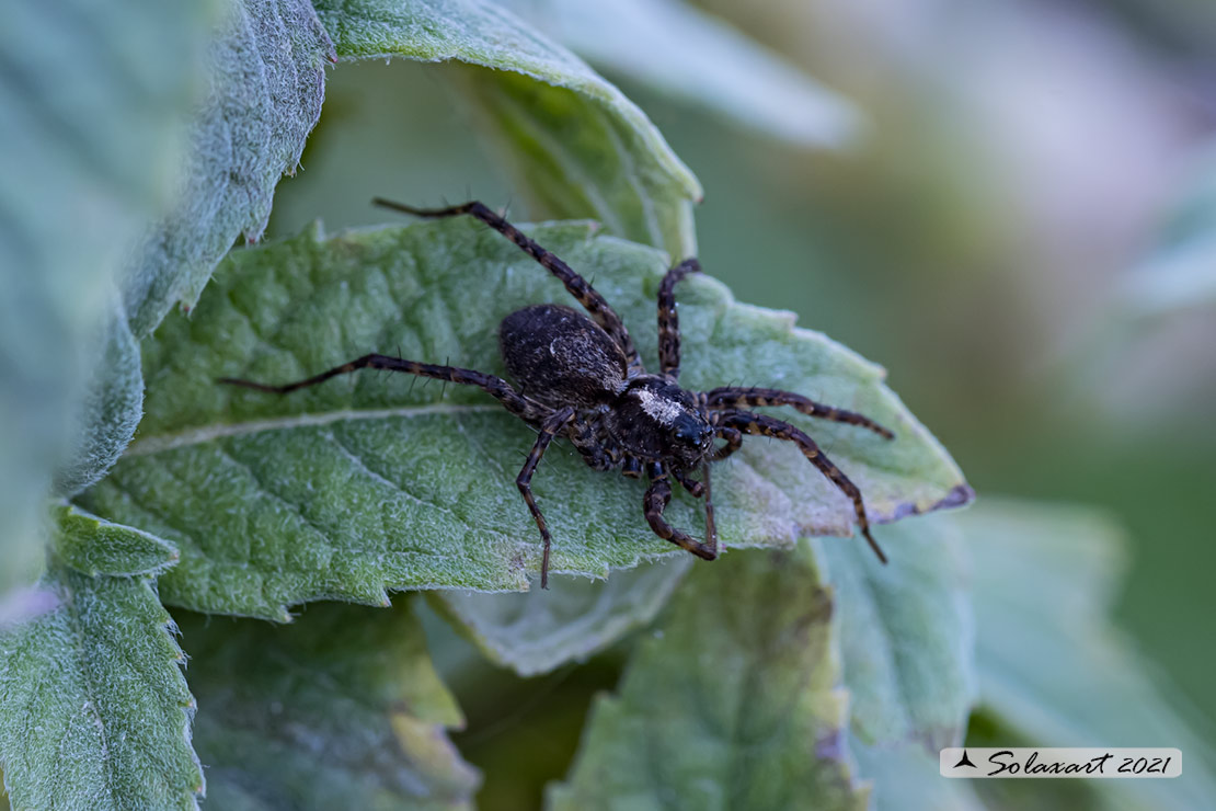 Lycosidae:   Alopecosa ? No, Pardosa sp. - Lizzola (BG )