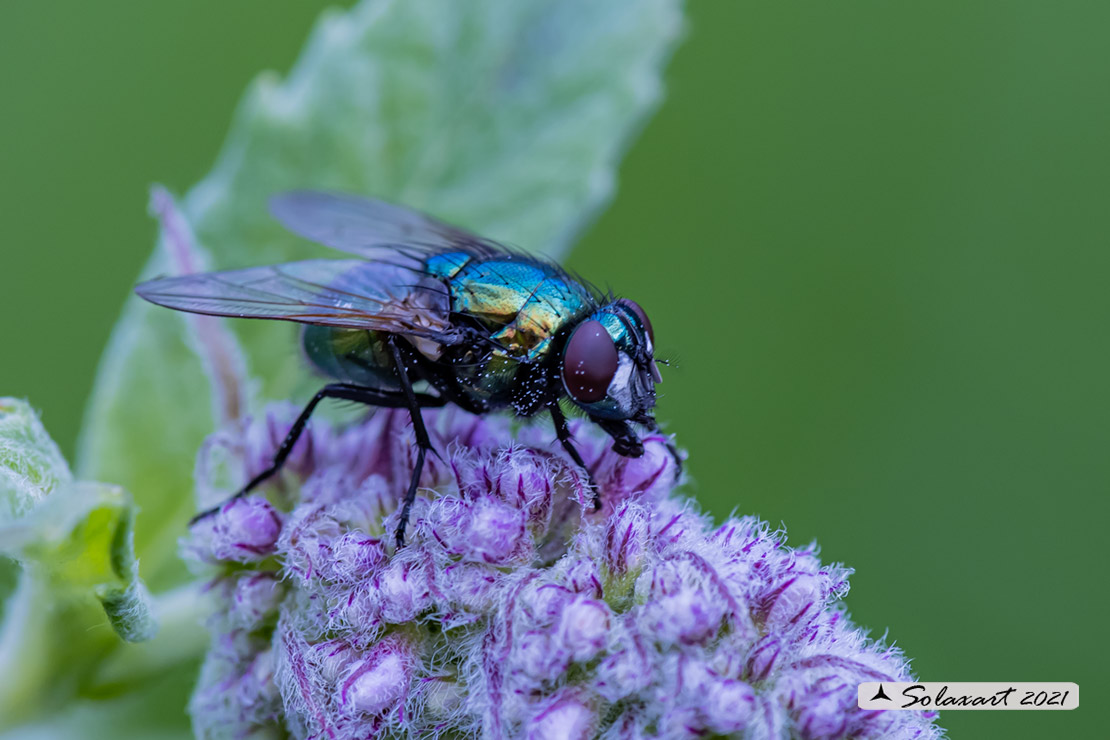 Muscidae: Neomyia cornicina ? Sì
