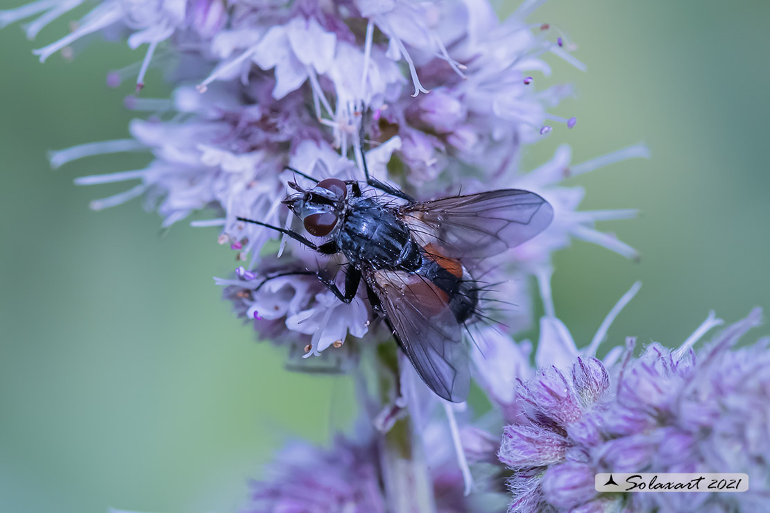Tachinidae  (???)