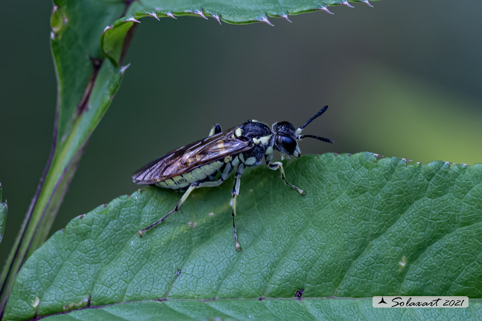 Tenthredo mesomela ?   Tenthredo sp. gr. arcuata