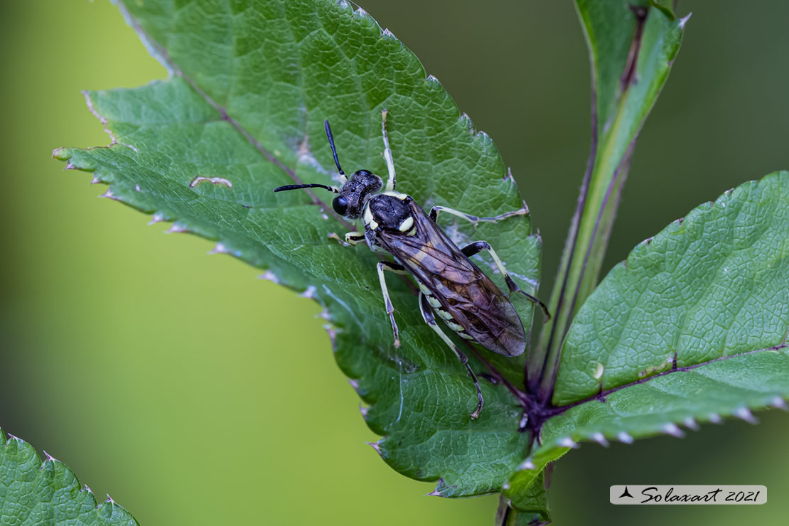 Tenthredo mesomela ?   Tenthredo sp. gr. arcuata