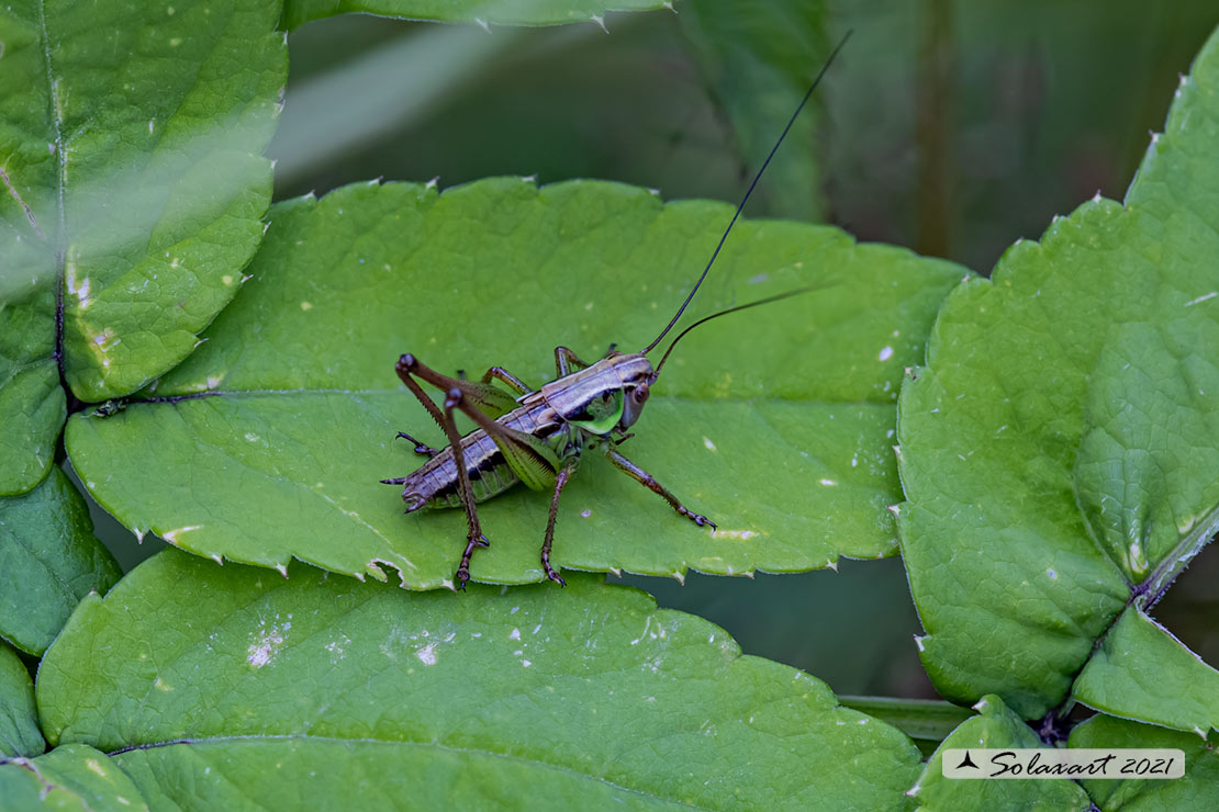 Tettigoniidae:  ninfa di Eupholidoptera sp., maschio?  No, ninfa di Roeseliana cfr.roeseli