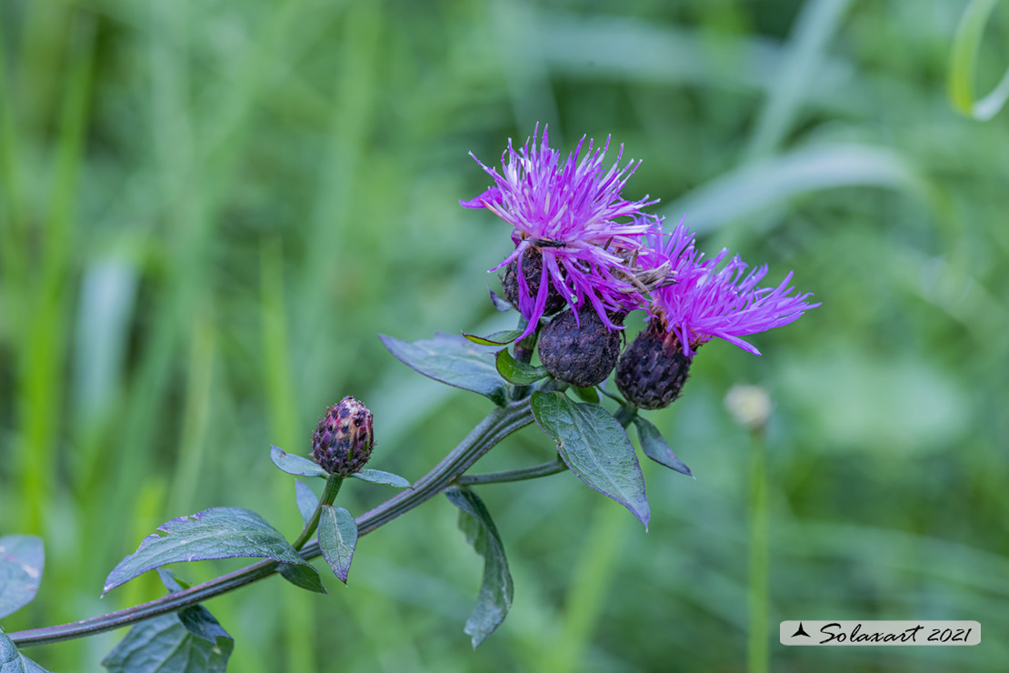Centaurea nigrescens ? S
