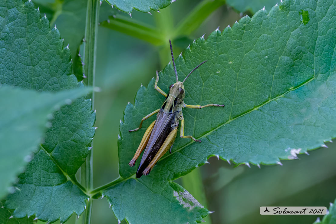 Acrididae: Omocestus viridulus ? S