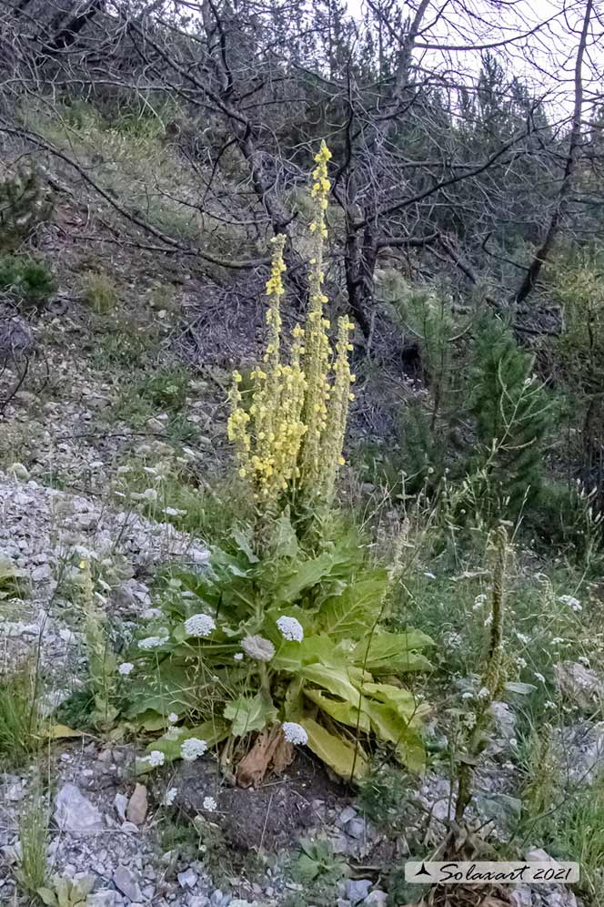 Verbascum ? thapsus ?