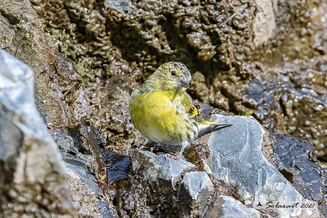 Venturone giovane ?  No, Lucherino maschio