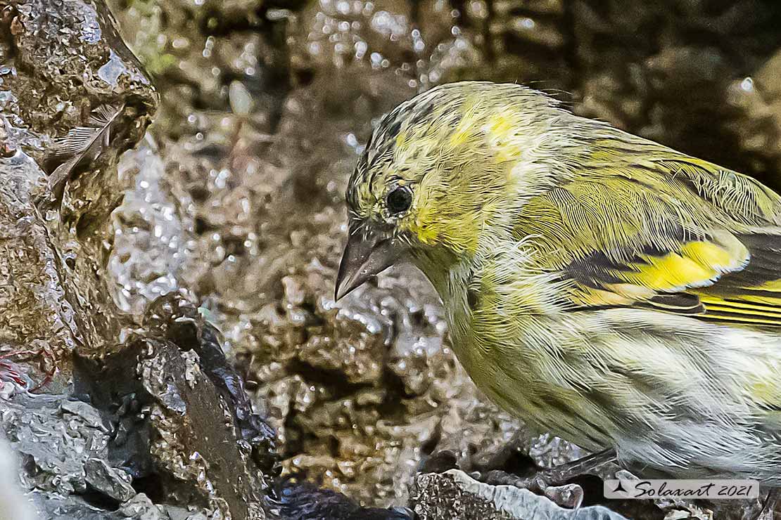 Venturone giovane ?  No, Lucherino maschio