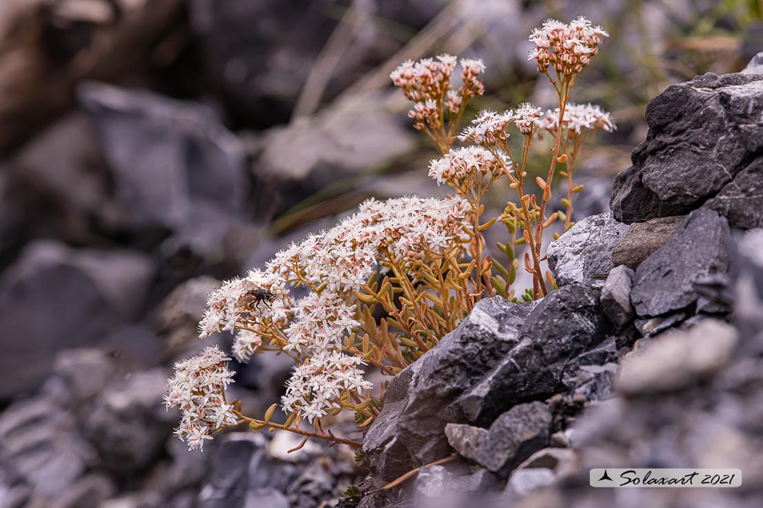 Sedum  gypsicola?  No, Sedum album