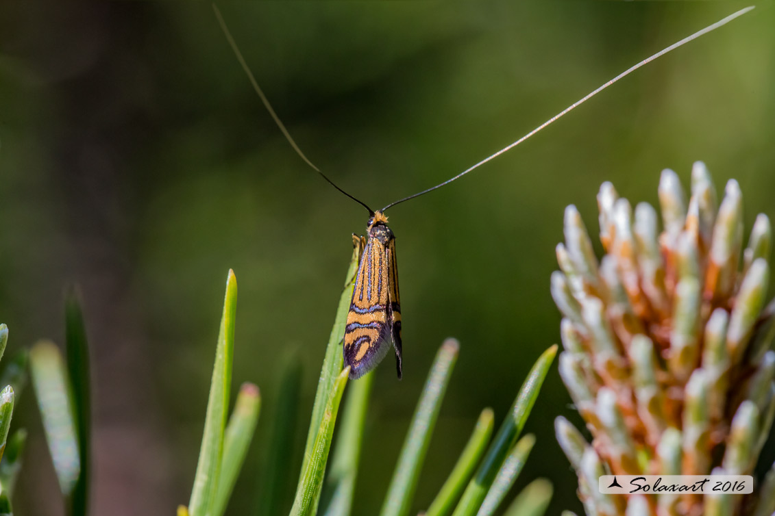 Adelidae  ...  (???). S, Nemophora ochsenheimerella