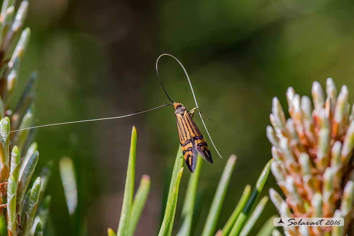 Adelidae  ...  (???). S, Nemophora ochsenheimerella