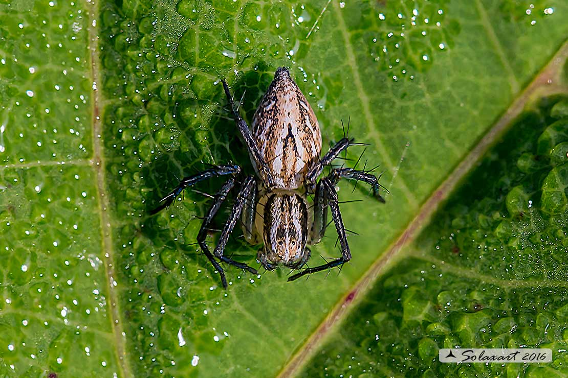 Oxyopidae:  Oxyopes lineatus  - Motta Visconti (MI)