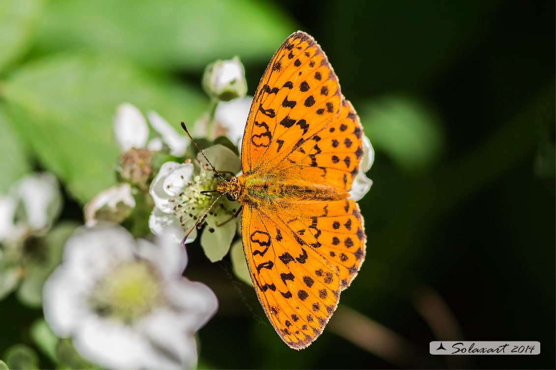 Argynnis adippe (?)