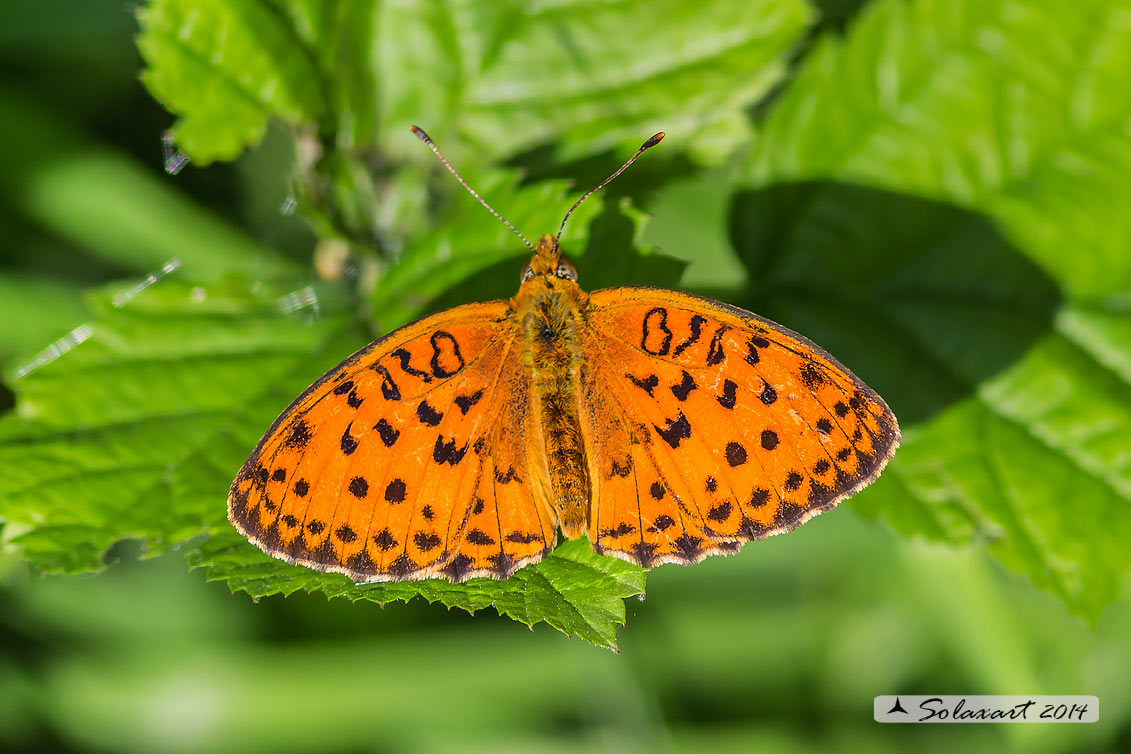 Argynnis adippe (?)