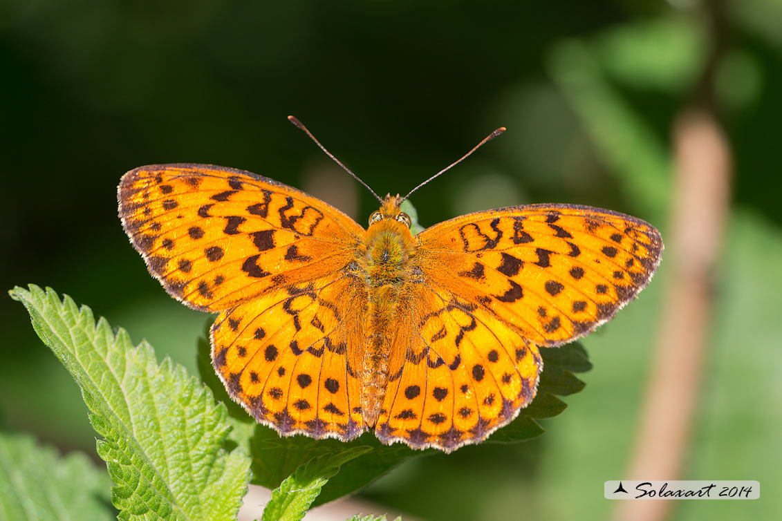 Argynnis adippe (?)