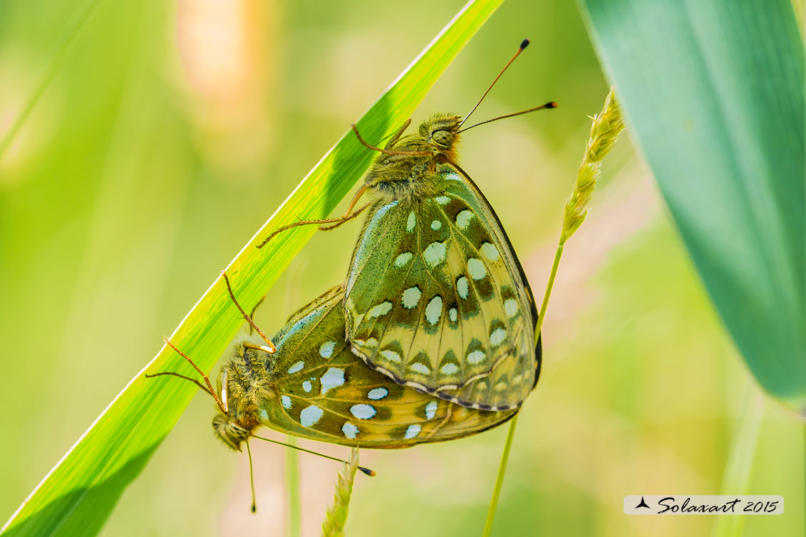 Argynnis aglaja